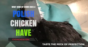 Combs of Polish Chickens: What's Unique About Them?