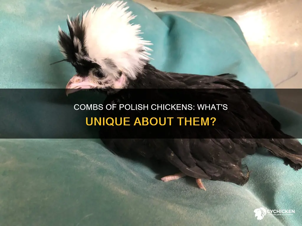 what kind of comb does a polish chicken have