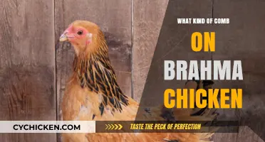 Understanding the Unique Comb Types of Brahma Chickens: A Guide