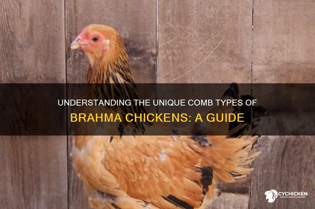 what kind of comb on brahma chicken