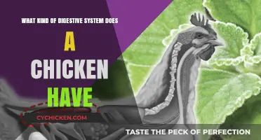 Chicken Digestive System: A Unique Anatomy