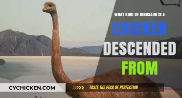 Evolution's Mystery: Chicken or Dinosaur Descendant?