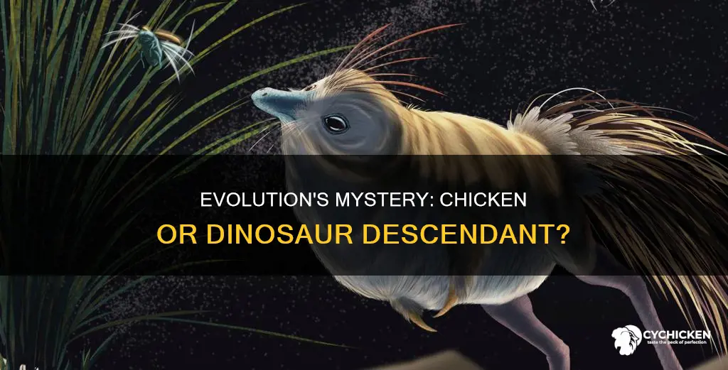 what kind of dinosaur is a chicken descended from