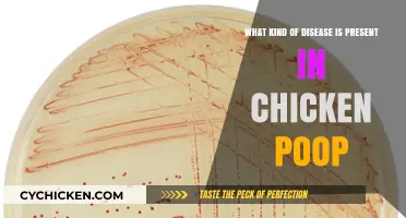 Chicken Poop: What Diseases Are Present?