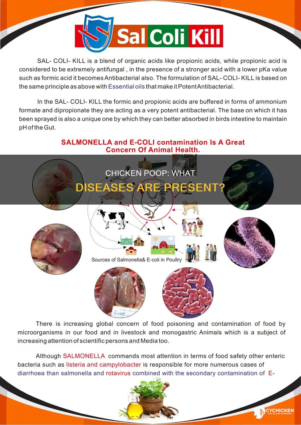 what kind of disease is present in chicken poop