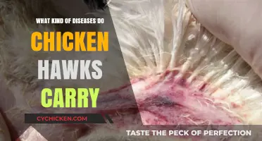 Chicken Hawks and Health: Diseases These Raptors May Carry