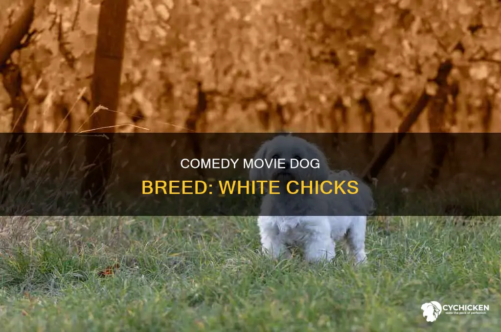 what kind of dog is in the movie white chicks