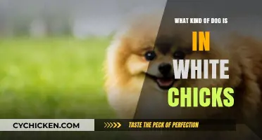 Unveiling the Canine Star: What Breed of Dog Appears in White Chicks?