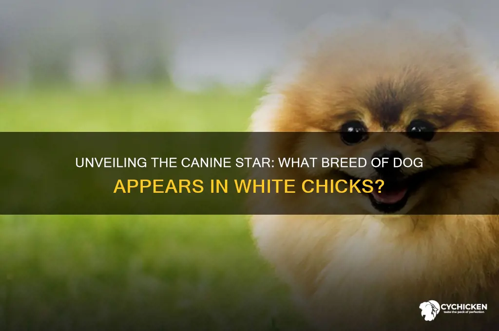 what kind of dog is in white chicks