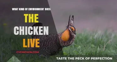 Exploring the Ideal Natural Habitat for Chickens' Comfort and Growth