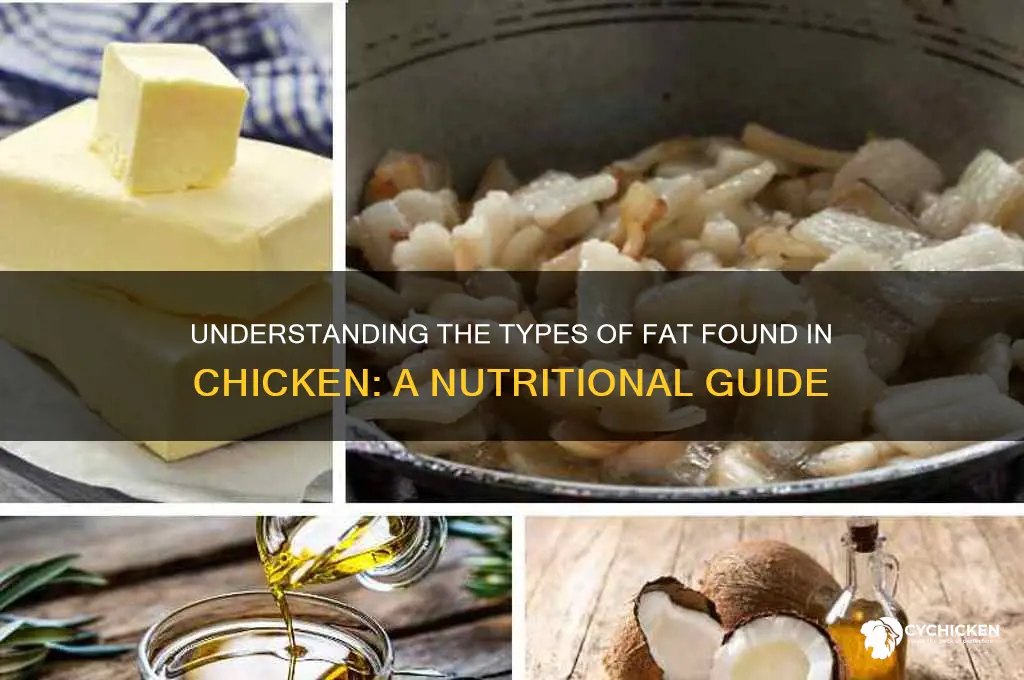 what kind of fat comes ffrom chicken