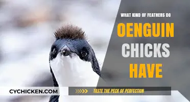 Penguin Chick Feathers: Types, Functions, and Fluffy Down Explained