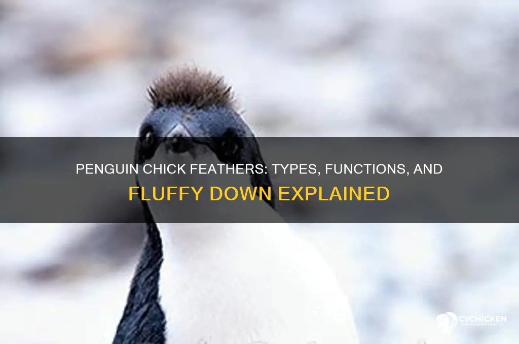 what kind of feathers do oenguin chicks have