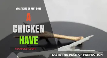 Exploring Chicken Feet: Unique Structure and Function Explained