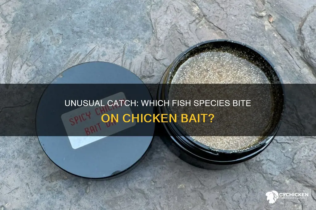 what kind of fish bite on chicken