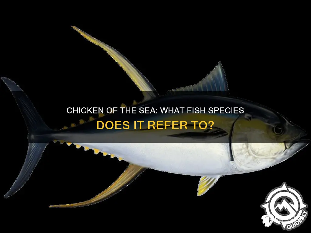 what kind of fish is chicken of the sea