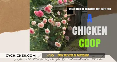 Safe Blooms for Your Flock: Chicken-Friendly Flowers Guide