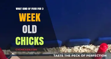 Best Foods to Feed Your Three-Week-Old Chicks