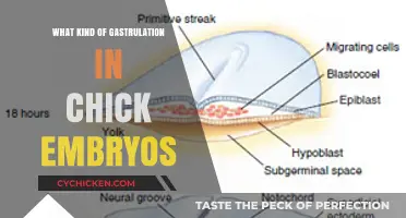 Chick Embryo Development: Understanding Gastrulation Types and Processes