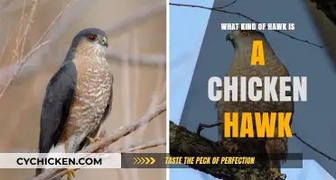 Unveiling the Truth: What Kind of Hawk is a Chicken Hawk?