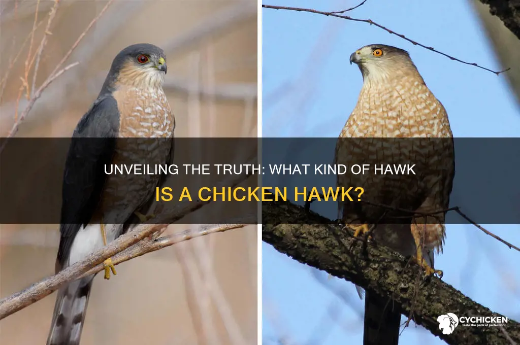 what kind of hawk is a chicken hawk