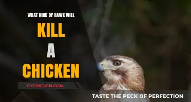 Predatory Hawks: Which Species Pose a Threat to Your Chickens?