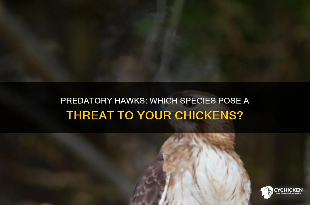 what kind of hawk will kill a chicken