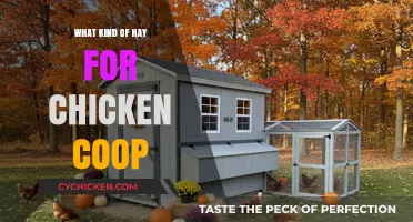 Choosing the Perfect Hay for Your Chicken Coop: A Guide