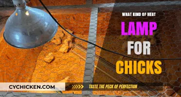 Choosing the Right Heat Lamp for Healthy and Happy Chicks
