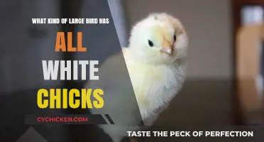 White Chicks: What Large Birds Have Them?