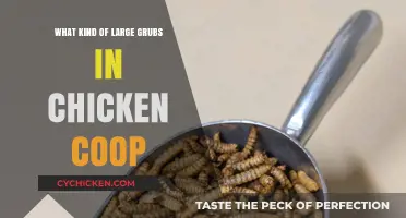 Unwanted Guests: Identifying and Managing Large Grubs in Your Chicken Coop