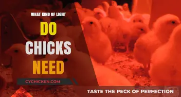 Optimal Lighting for Chicks: Essential Tips for Healthy Growth and Development
