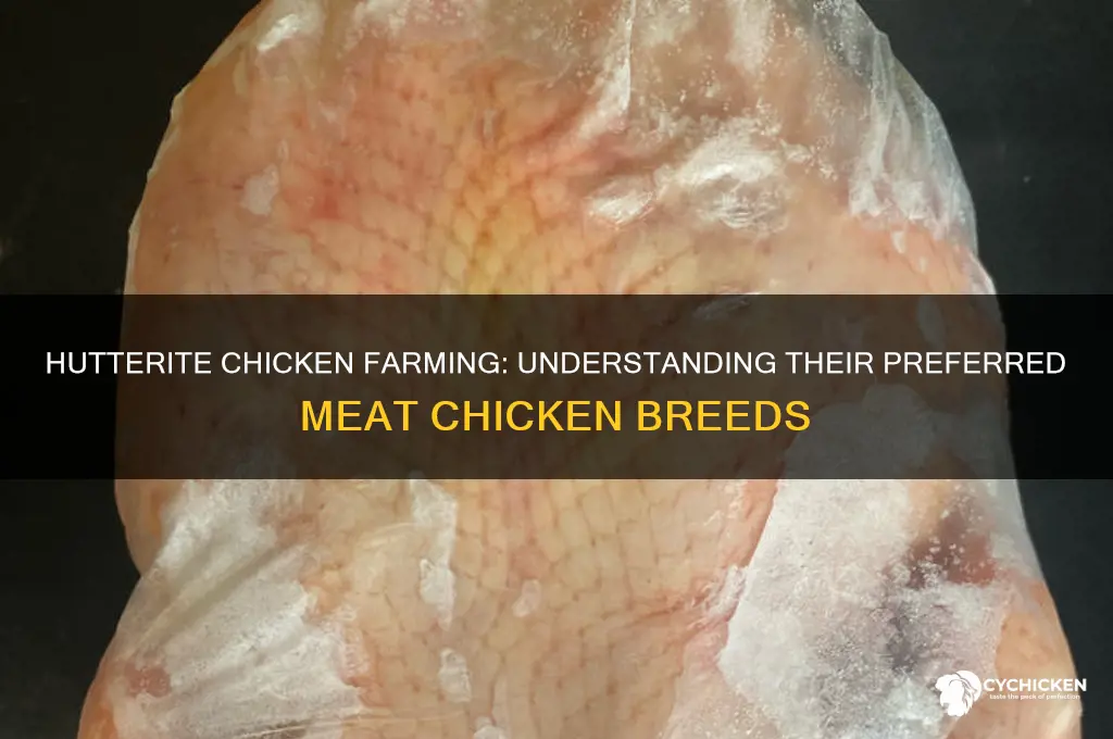 what kind of meat chicken do hutterites have