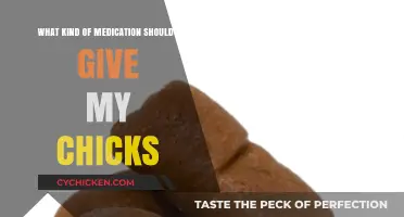 Chick Medication: What and When to Administer