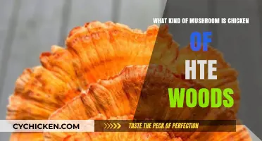 Chicken of the Woods: A Forager's Favorite Mushroom