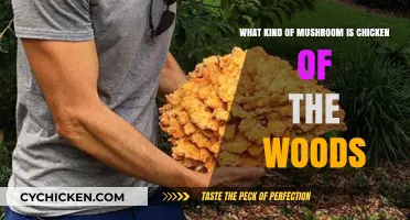 Chicken of the Woods: A Tasty Mushroom Treat