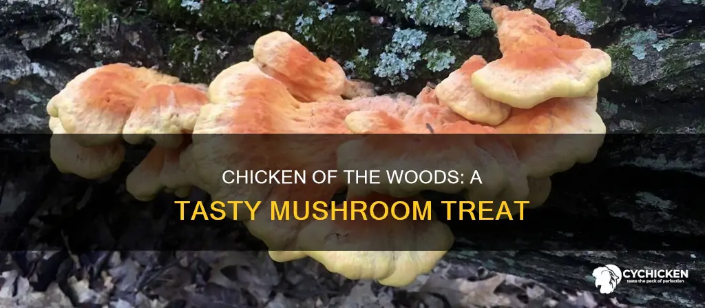 what kind of mushroom is chicken of the woods