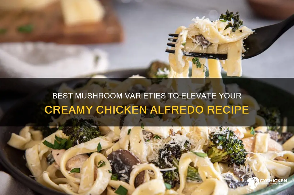 what kind of mushrooms for chicken alfredo