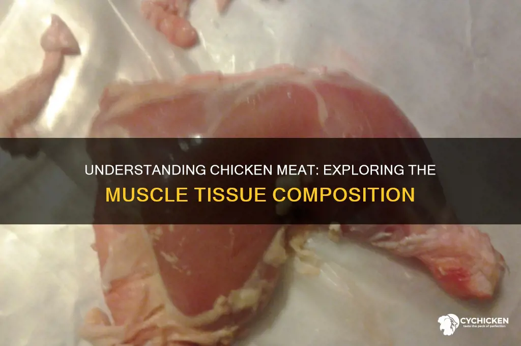 what kind of musle tissue is chicken meat
