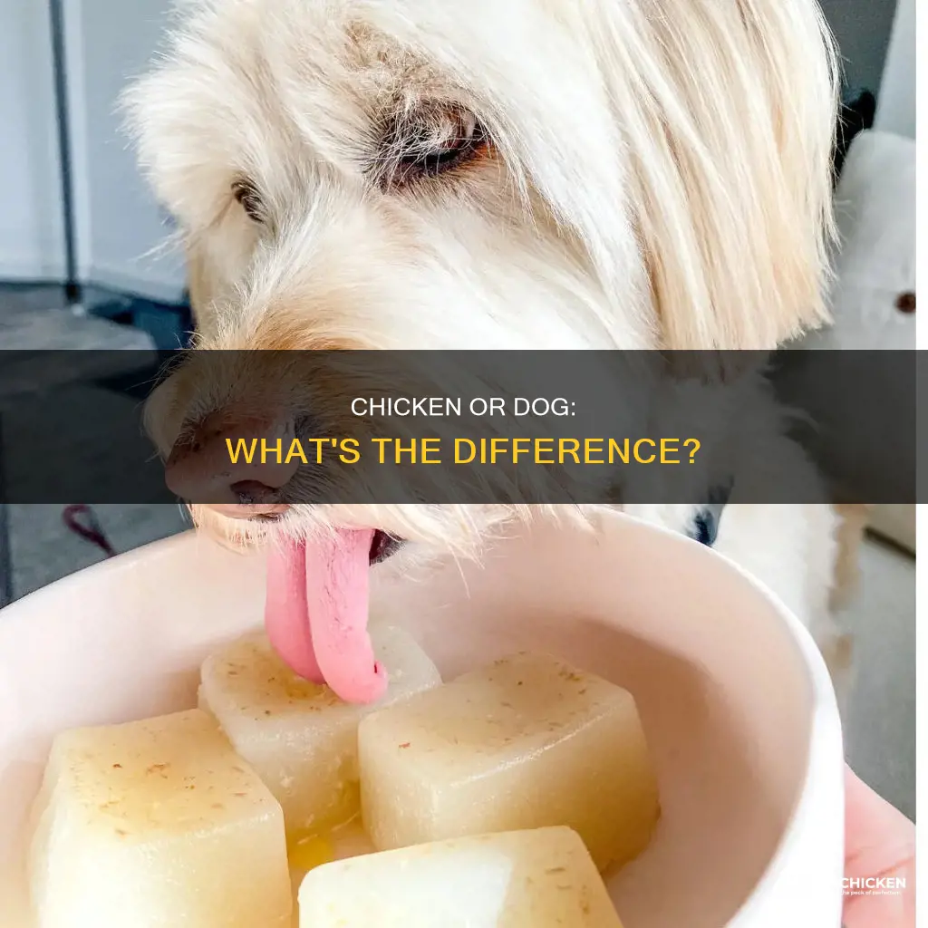 what kind of peice of chicken is that dog