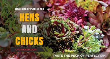 Choosing the Perfect Planter for Your Hens and Chicks Succulents