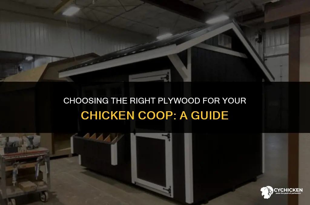 what kind of plywood for a chicken coop