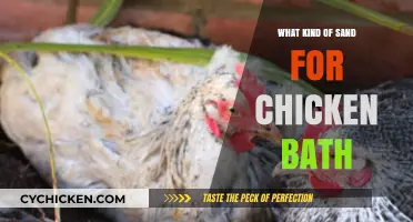Best Sand Types for Chicken Baths: A Complete Guide