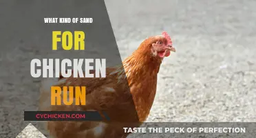 Choosing the Best Sand for Your Chicken Run: A Guide