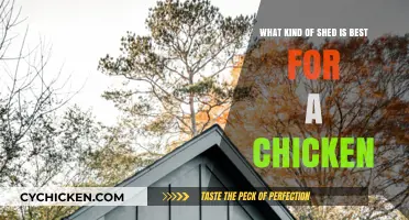 Chicken Sheds: Choosing the Best Coop for Your Flock
