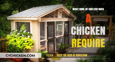 Essential Chicken Shelter Needs: Creating a Safe and Comfortable Coop