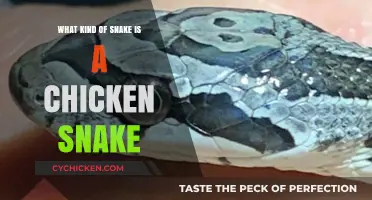 Unveiling the Chicken Snake: Species, Habits, and Identification Guide