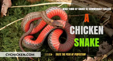 Chicken Snake: What Species Are They?