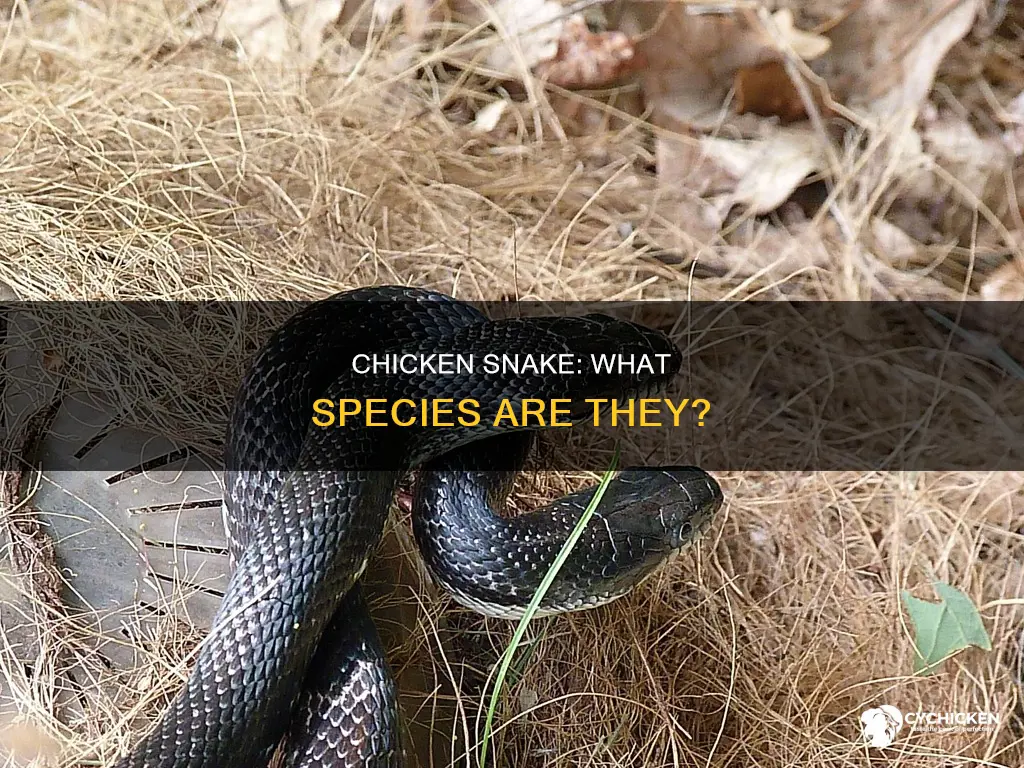 what kind of snake is commonaly called a chicken snake