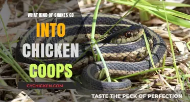 Intruders in the Coop: Which Snakes Target Your Chickens?